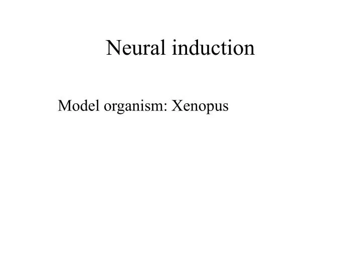 neural induction n.