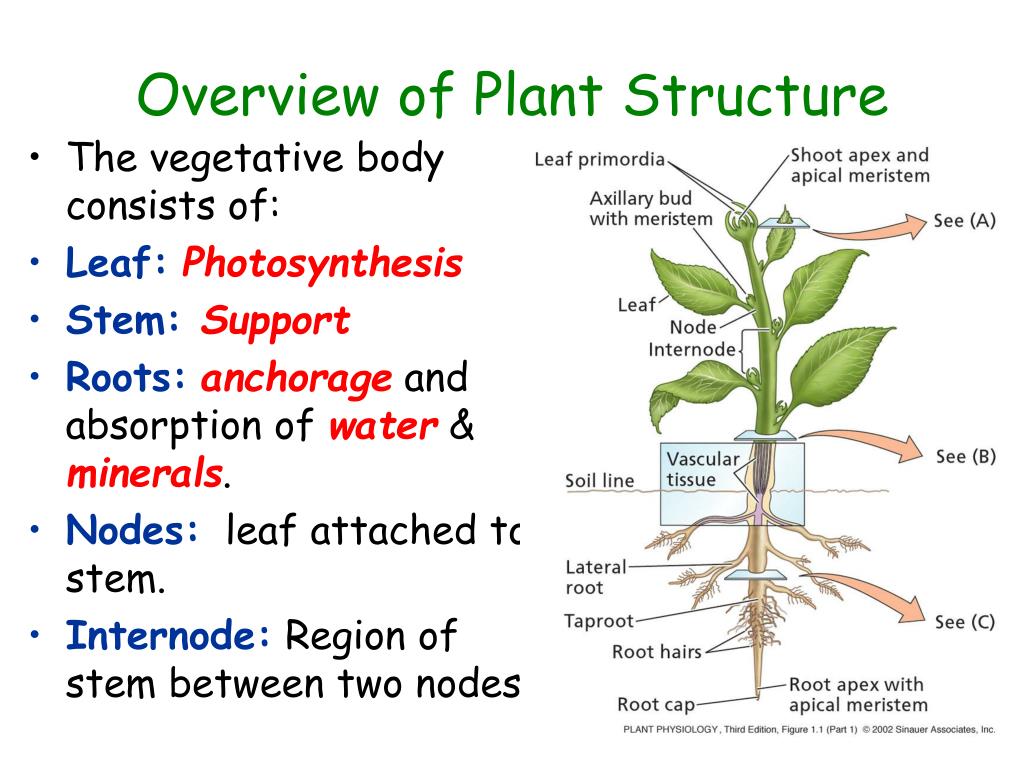 Overview of Plant Structure.