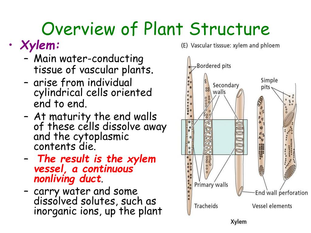 Plant structure. Primary Structural in Plant.
