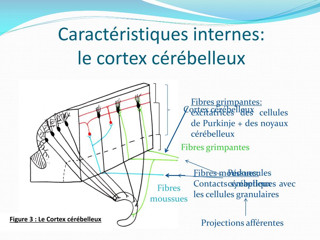 Réticulospinal