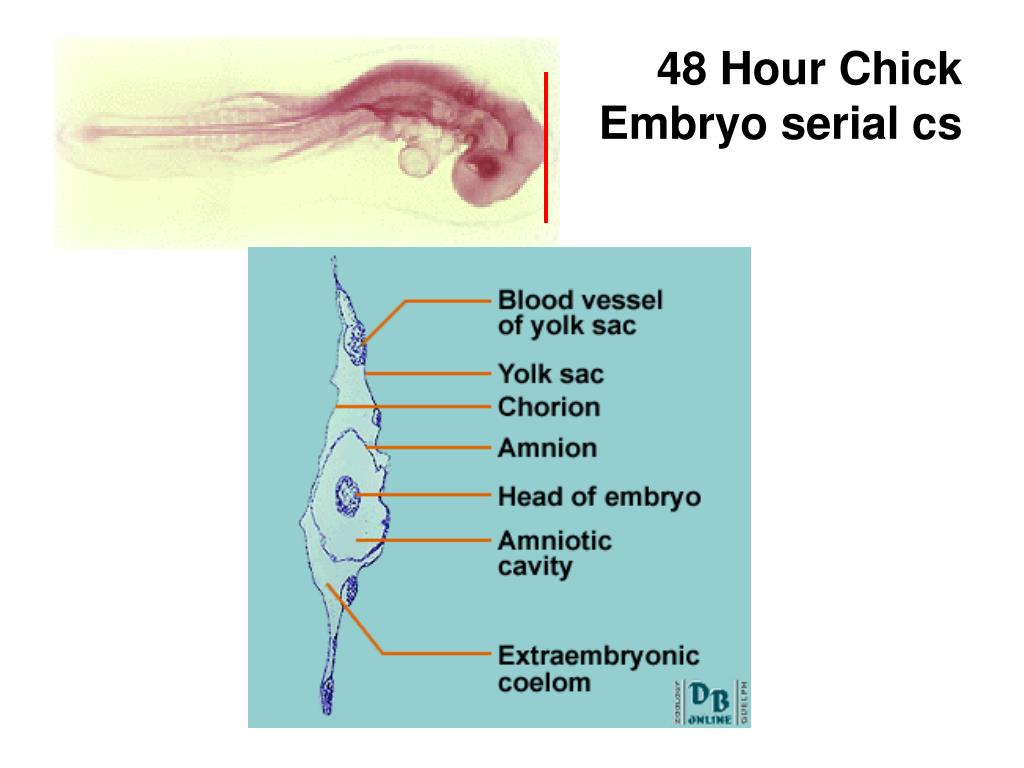 48 hour chick embryo serial cross section 48 hour chick embryo serial cross section