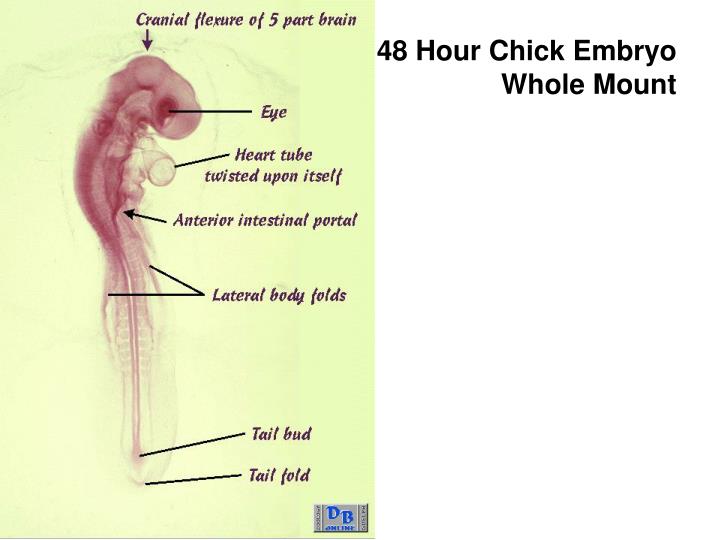 Serial sections of chick embryo