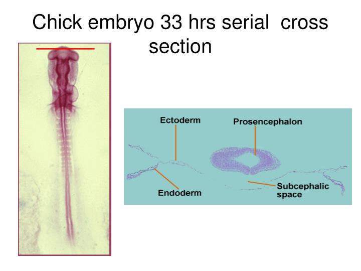 Section Section