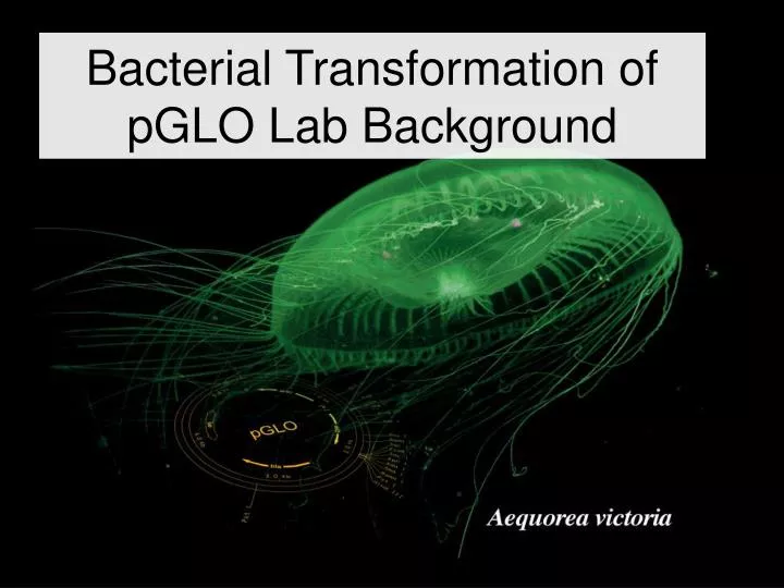 lab report 2 bacterial transformation Ap biology lab 6: molecular biology (part 6a only) this is a lab report of the first part of the molecular biology lab, where we look at bacterial transformation in e coli involving the lacz and ampr genes. lab report 2 bacterial transformation Ap biology lab 6: molecular biology (part 6a only) this is a lab report of the first part of the molecular biology lab, where we look at bacterial transformation in e coli involving the lacz and ampr genes.