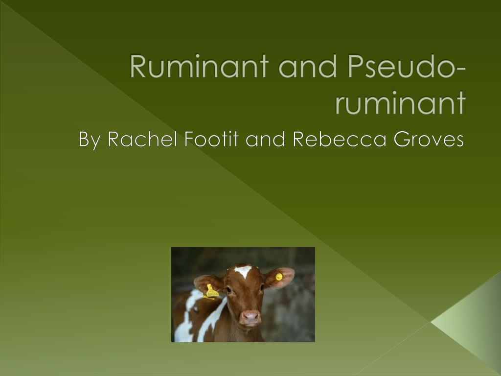 PPT - Ruminant and Pseudo- ruminant PowerPoint Presentation, free download  - ID:1054320