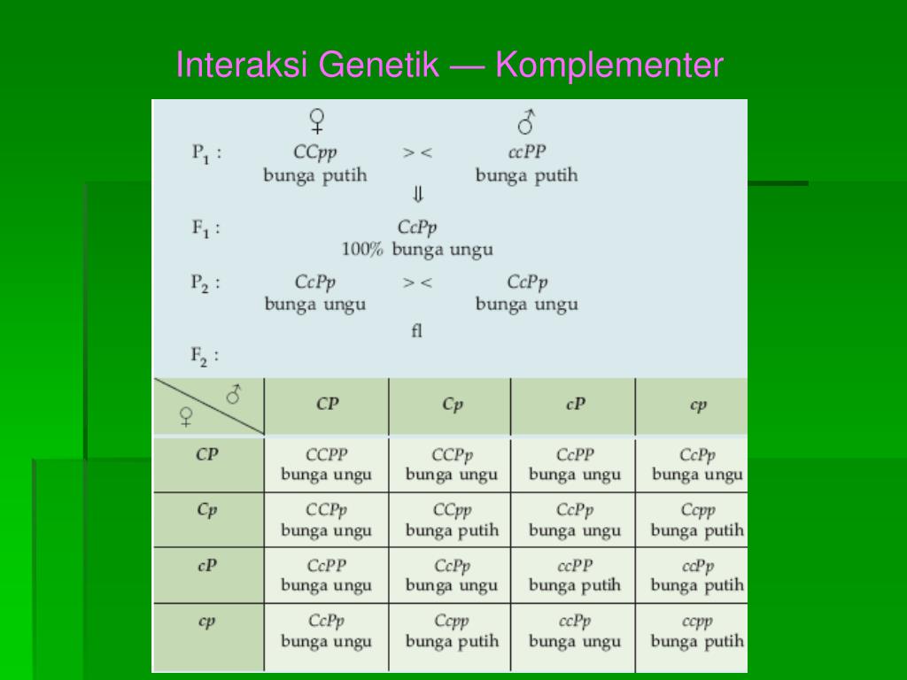 PPT - Bab 5 POLA-POLA HEREDITAS PowerPoint Presentation ...