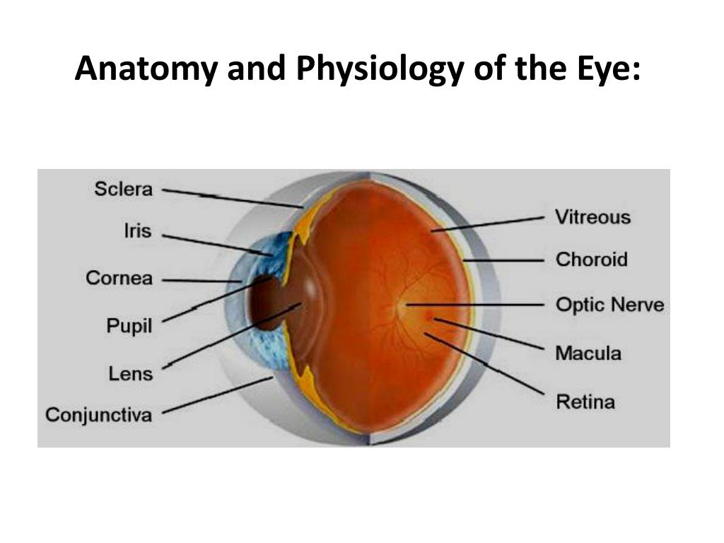 PPT - Ophthalmic Preparations PowerPoint Presentation, free download