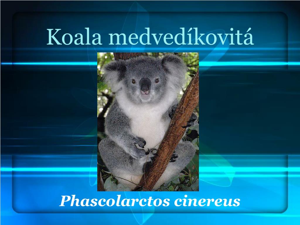 PPT Austr lske Va kovce PowerPoint Presentation Free Download ID ppt-austr-lske-va-kovce-powerpoint-presentation-free-download-id