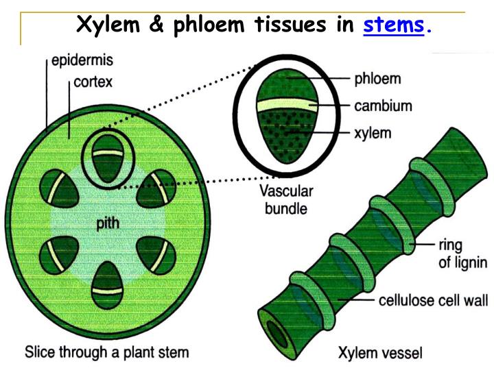PPT state the functions of xylem and phloem. identify the positions