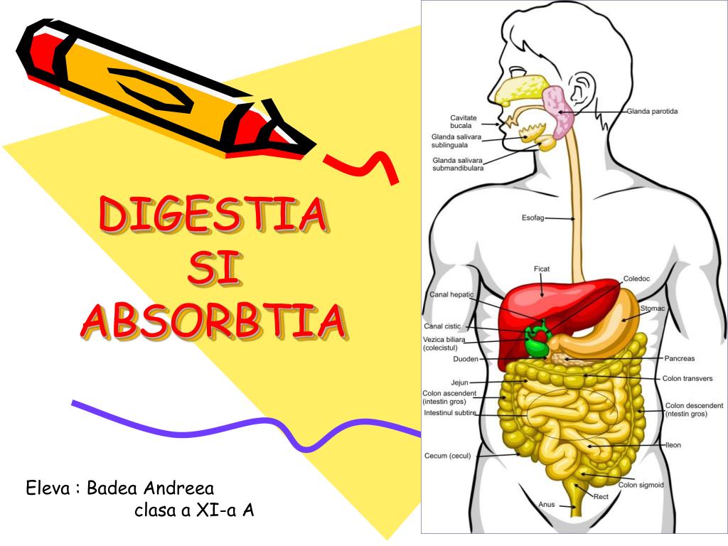 PPT - DIGESTIA SI ABSORBTIA PowerPoint Presentation, free download -  ID:1059238
