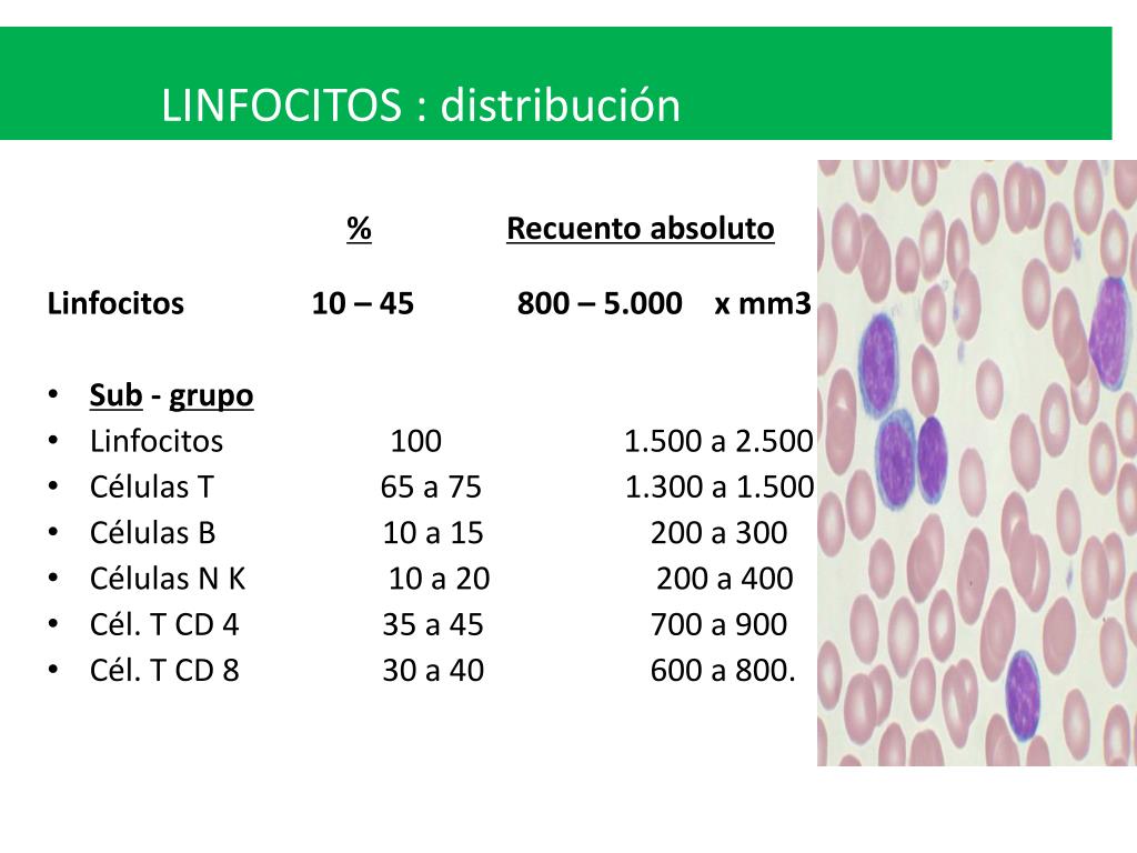 que son los linfocitos mm3 que son los linfocitos mm3