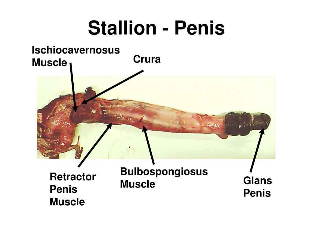 The Character Of The Sympathetic Innervation To The Retractor Penis Muscle Of The Dog