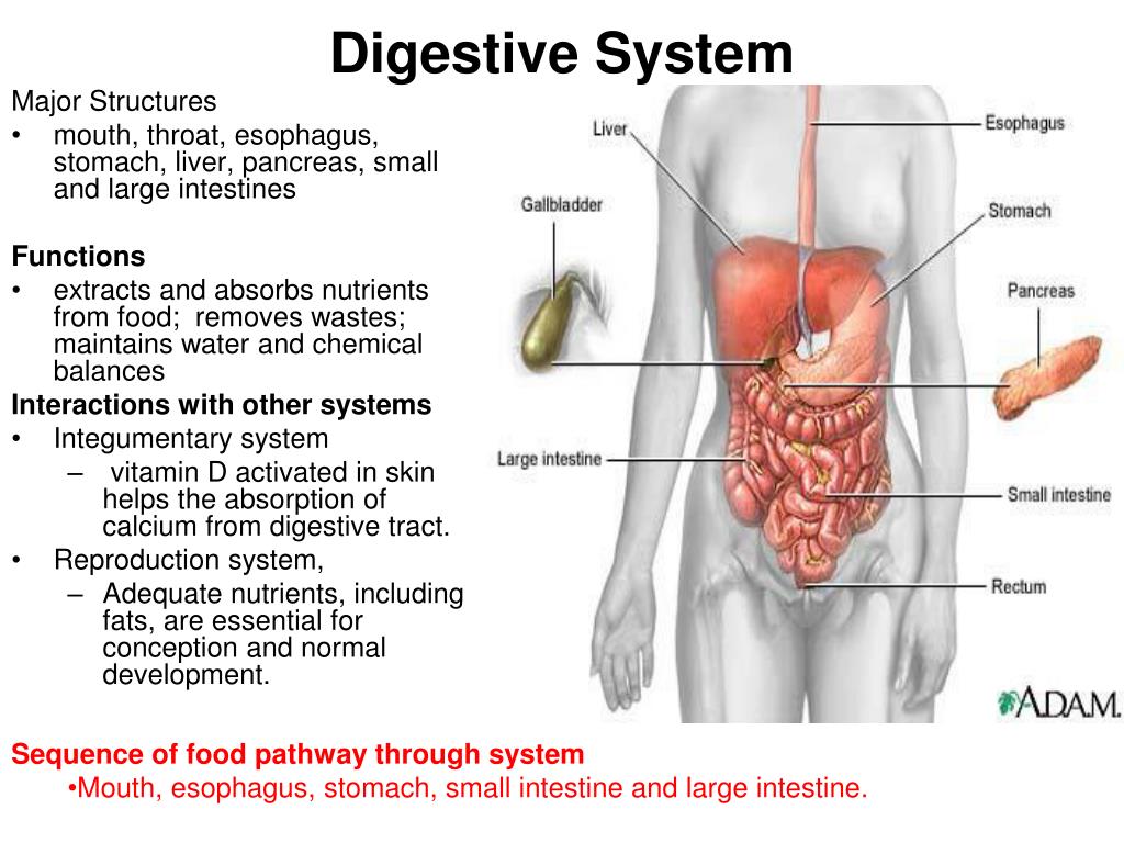 Digestive organs