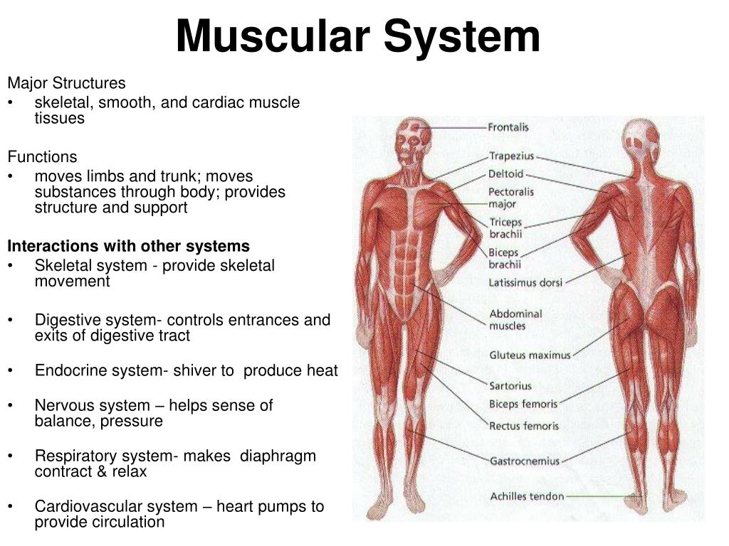 Мышечная система какие органы входят. Мышечная система женщины. Muscle structure. Сердечно мышечная система.