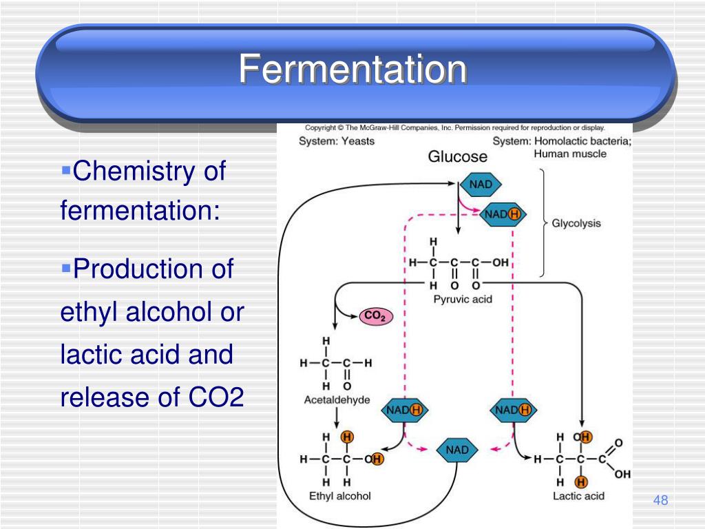 PPT - Fermentation1 L