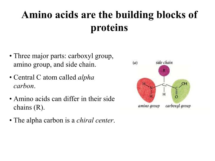ppt the amino acids peptide bonds and the primary structure of the building blocks of proteins are