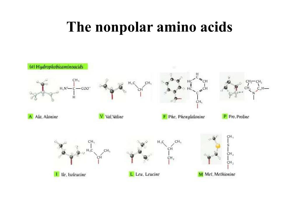 Amino Acids Polar Nonpolar Chart