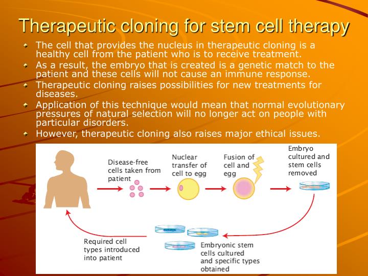 the ethical dilemma of therapeutic cloning Ethics and induced pluripotent stem cellsthe recent development of further analysis of the new technique and its subsequent ethical issues could potentially. the ethical dilemma of therapeutic cloning Ethics and induced pluripotent stem cellsthe recent development of further analysis of the new technique and its subsequent ethical issues could potentially.