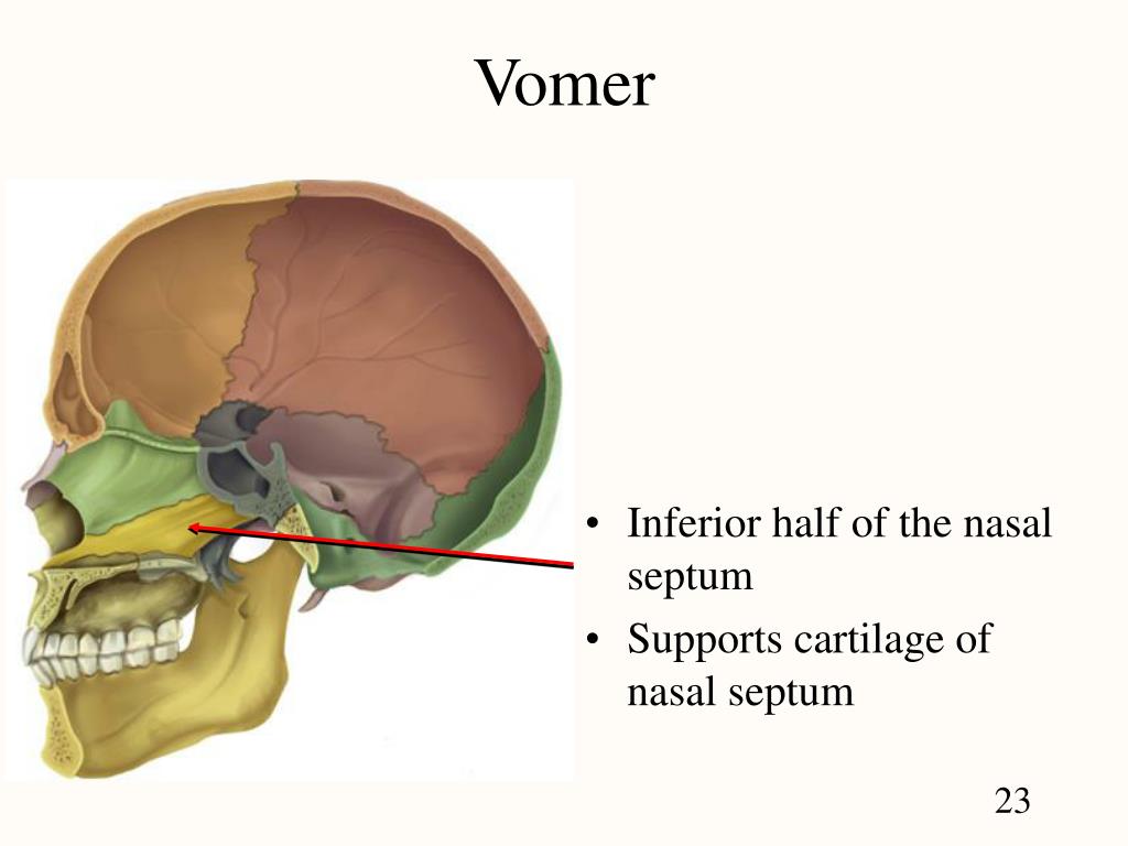 Сошник кость. Vomer сошник. Os vomer кость. Vomer анатомия. Vomer латынь.