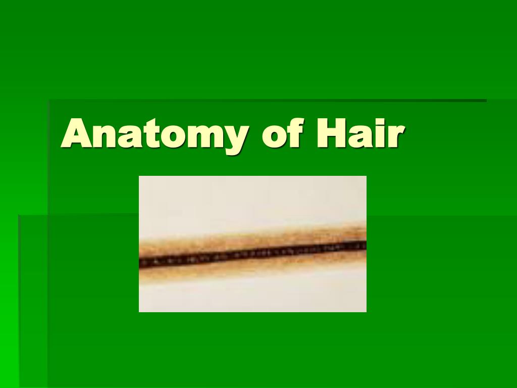 PPT - Anatomy of Hair PowerPoint Presentation, free download - ID:1077441