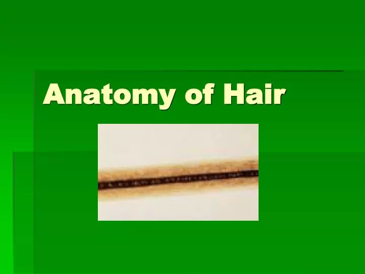 anatomy of hair n.