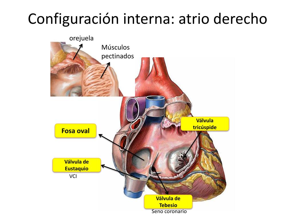 PPT - Corazón PowerPoint Presentation, free download - ID:1078823
