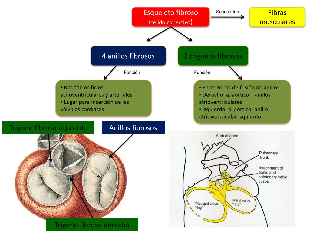 anillo fibroso del corazón