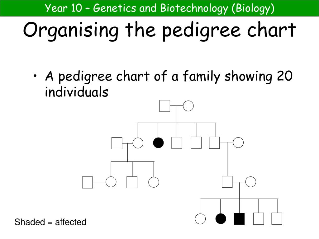 Pedigree Chart Powerpoint For Middle School