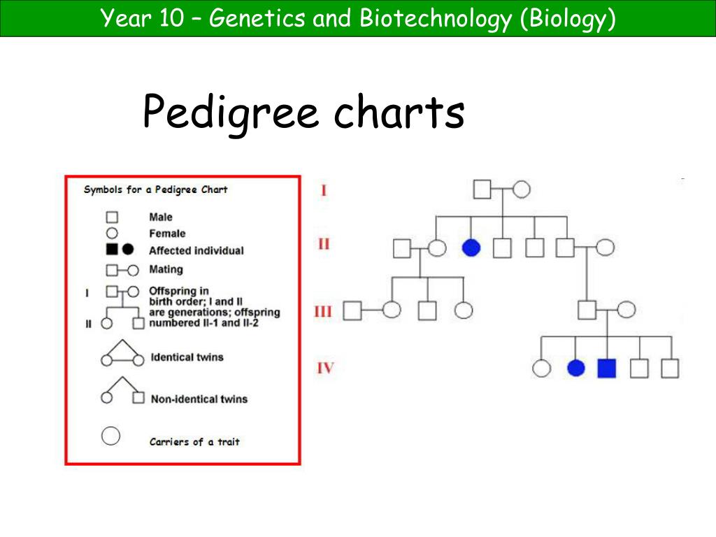 How To Do A Pedigree Chart Biology