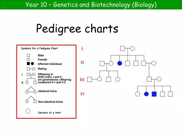 Pedigree Chart Powerpoint For Middle School