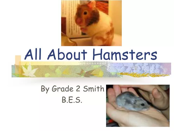 all about hamsters n.