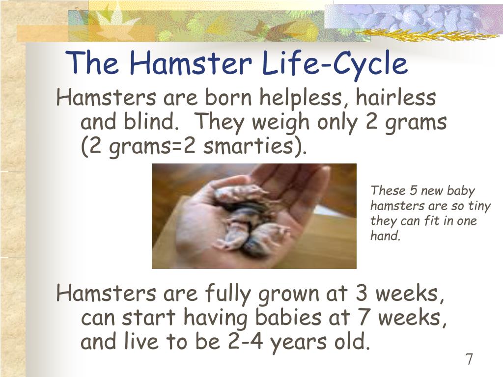 Life Cycle of Hamsters