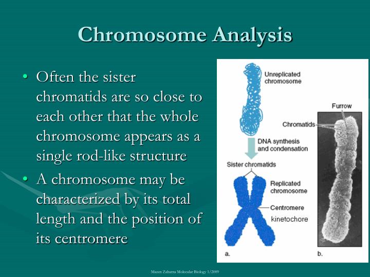 an analysis of chromosomes Some people with chromosomal disorders may have too many or too few chromosomes in their cells a karyotype analysis can be used to look at the number and appearance of chromosomes in individuals. an analysis of chromosomes Some people with chromosomal disorders may have too many or too few chromosomes in their cells a karyotype analysis can be used to look at the number and appearance of chromosomes in individuals.