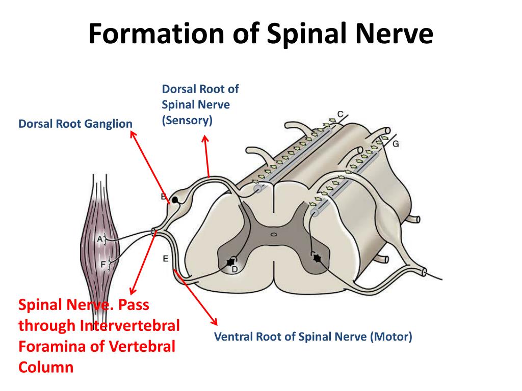 PPT - Division of Spinal Cord and Spinal Ner ve PowerPoint Presentation ...