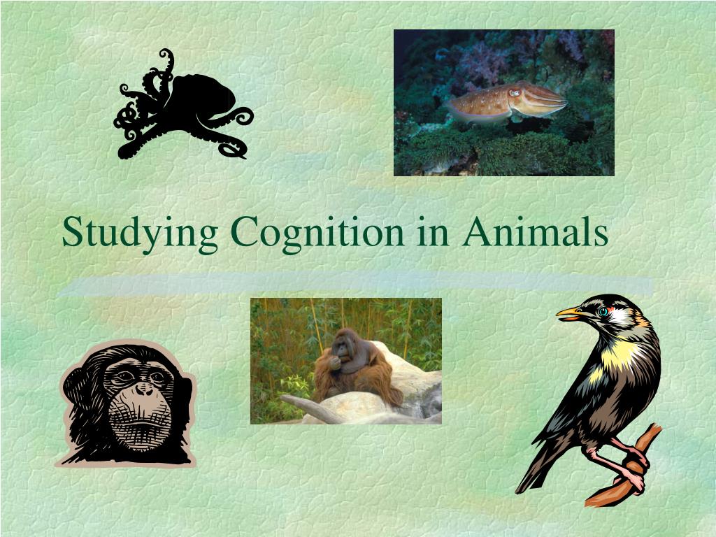 animal cognition research paper