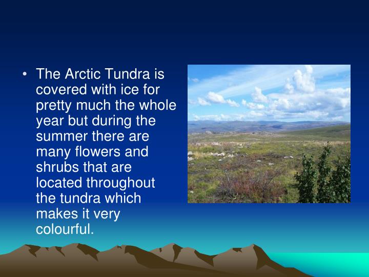 PPT - The Arctic Tundra PowerPoint Presentation - ID:1084247