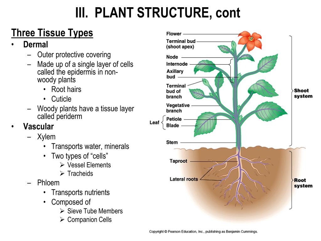 Plant 3 forms