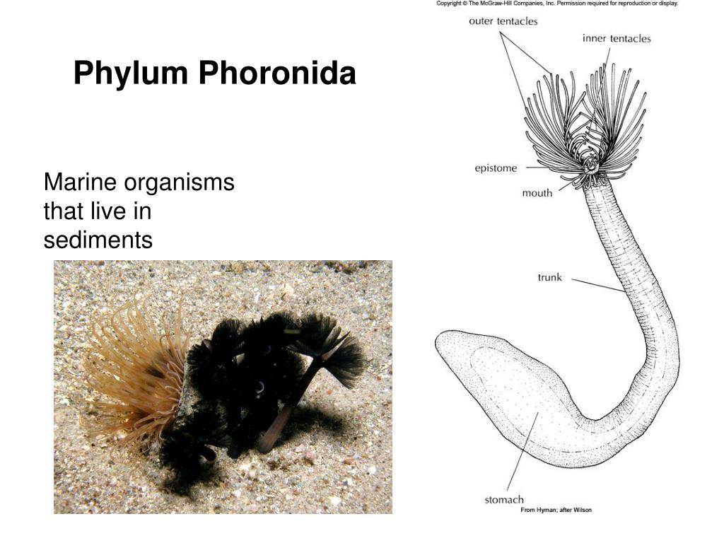 PPT - Chapter 19 Lophophorates Phoronida , brachiopods, bryozoans