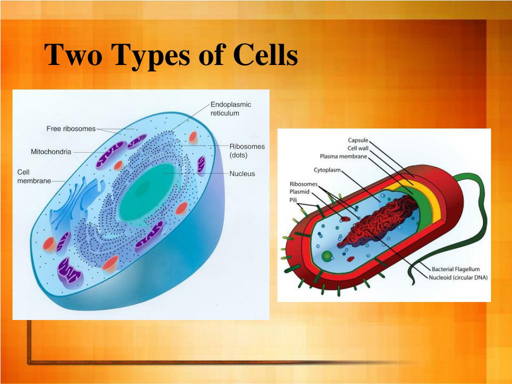PPT Cell Organelles and their Functions PowerPoint Presentation, free