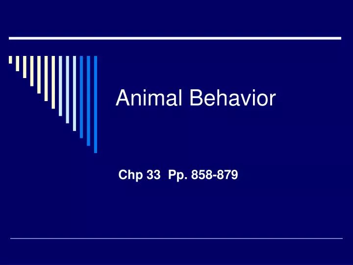 animal behavior n.