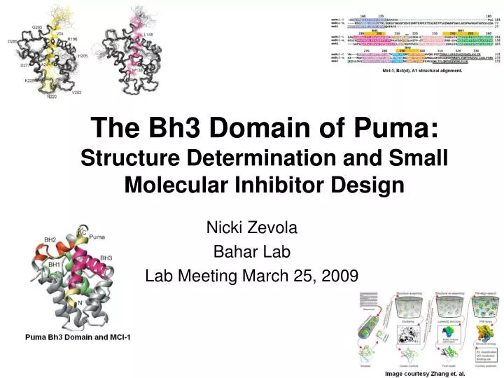 the bh3 domain of puma structure determination and small molecular inhibitor design n.