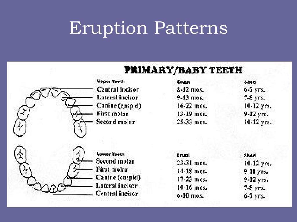 Adult Eruption Chart