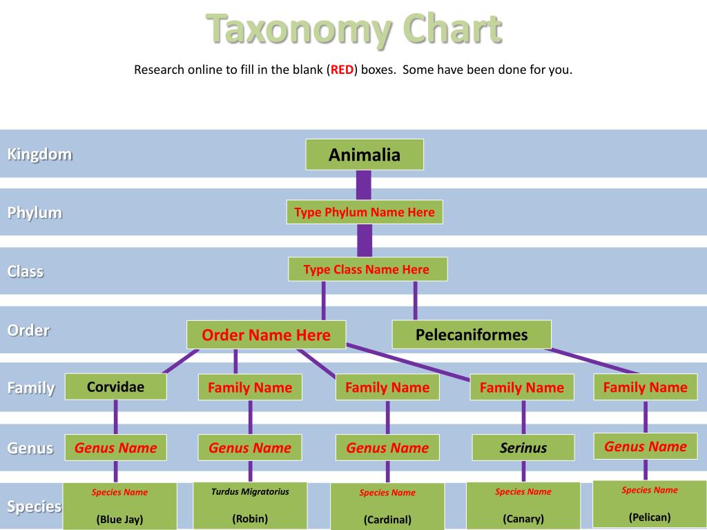 Taxonomy Chart Living Things
