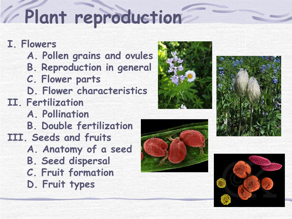 Ppt Plant Reproduction Powerpoint Presentation Free Download Id