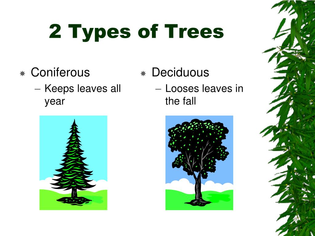 They like trees. Kinds of Trees. Виды деревьев на английском. Names of Trees in English. Kinds of Trees in English.