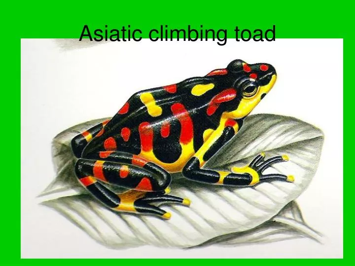 asiatic climbing toad n.
