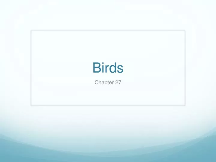 birds n.