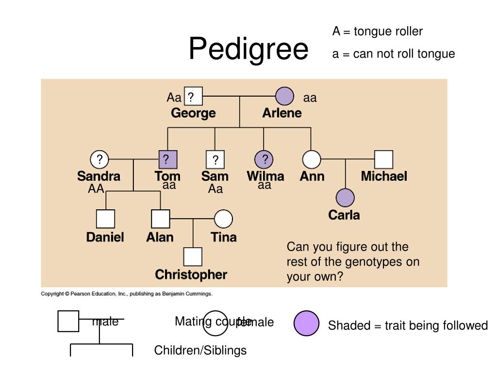 Tongue Rolling Pedigree Chart