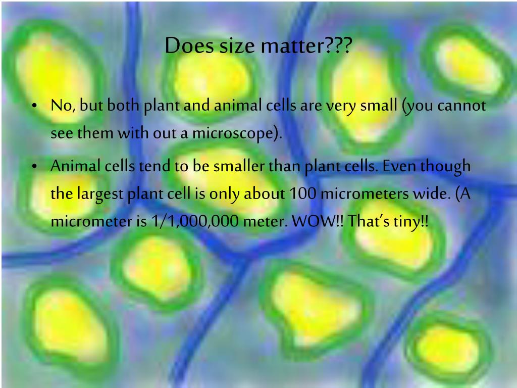 PPT - Plant and Animal Cells PowerPoint Presentation, free download -  ID:1091538