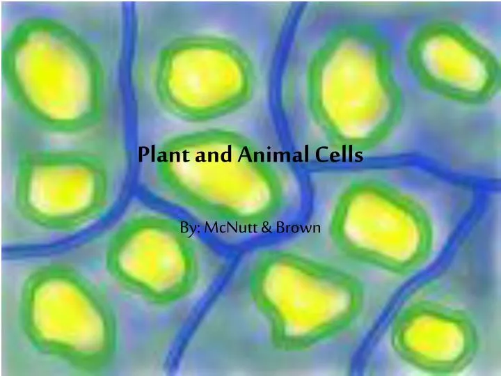 plant and animal cells n.